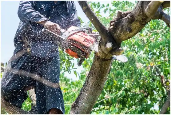 tree services Mountain Top